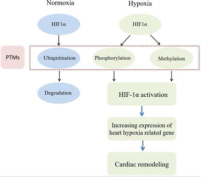 The role of post-translational modifications in driving abnormal cardiovascular complications at high altitude